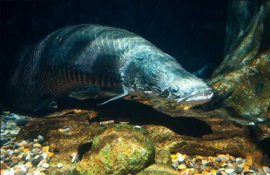 活化石<em>巨骨舌鱼</em>——世界十大最凶猛淡水鱼之一