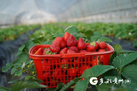 【新时代新征程新伟业】黄平：<em>草莓</em>红了迎客来
