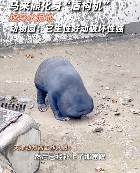 天津动物园马来熊挖穿<em>水泥地板</em>引热议，想越狱？