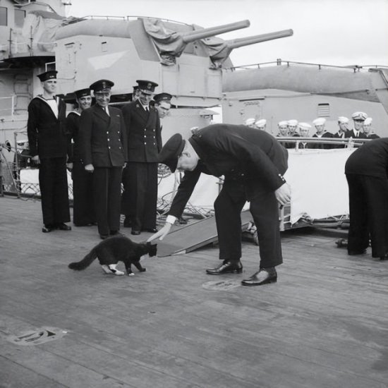 二战时堪称“军舰杀手”的猫：凡是它呆过的军舰,全都沉了