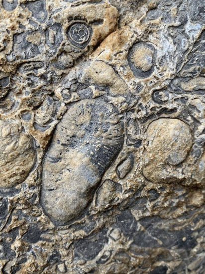 全国罕见 利川发现丰富古生物化石石林