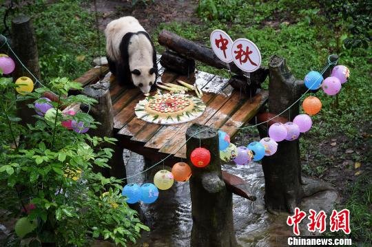 重庆动物园为世界上现存最年长大熊猫制作月饼庆中秋