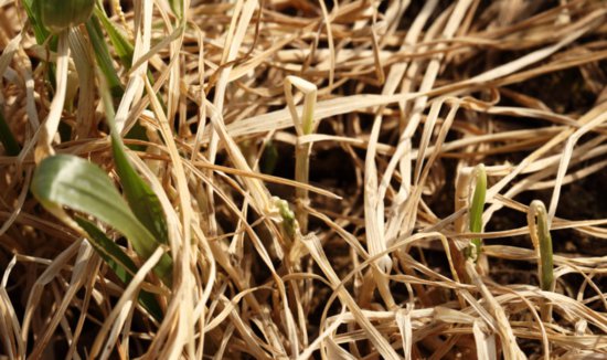 去冬今春，多地小麦发生冻害是<em>什么</em>原因？7大问题找全了！