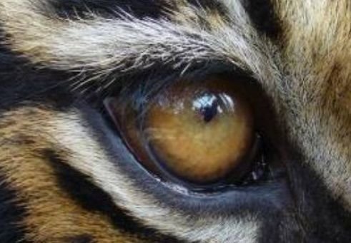 心理学：哪只眼睛不是老虎的眼睛？测<em>是谁</em>挡了你的财路，<em>准的</em>...