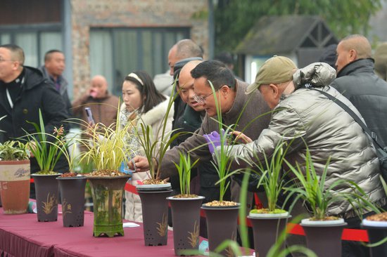 <em>邛崃</em>市首届花卉盆景艺术季开幕 将持续到2月29日