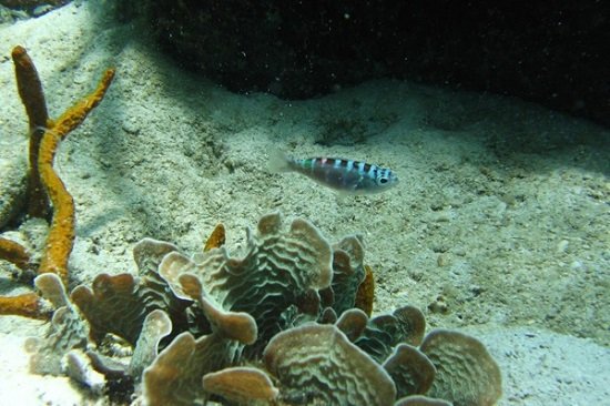 美国研究者发现神奇小鱼 一天变性20次