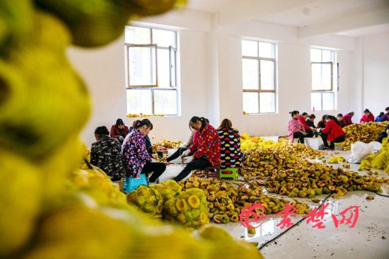 郧阳区年产30万吨鲜木瓜 木瓜产品畅销全国
