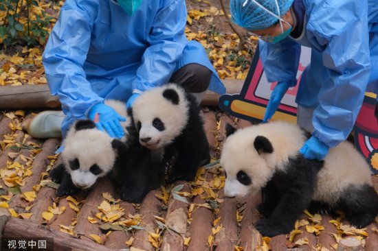 成都：大熊猫幼崽集体亮相 与饲养员共同送上<em>新年祝福</em>