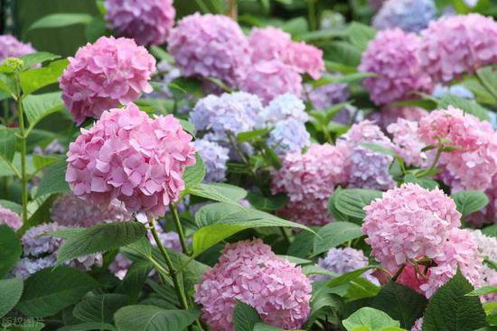 告别单调！种上这13款神奇花卉，让你的院子焕然一新！
