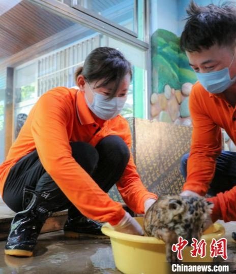 奥运冠军钟天使<em>在上海做</em>“动物保育员” 呼吁保护动物