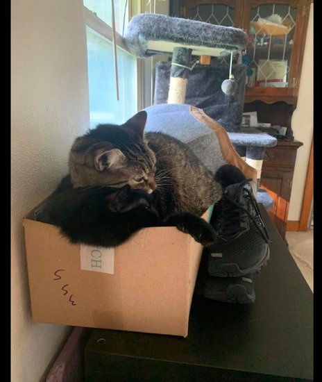 主人买了个鞋子，两只猫争夺去抢睡在鞋<em>盒子里</em>，好怕它们打起来...