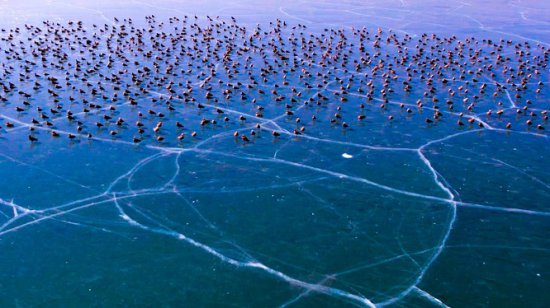 金川峡水库迎来一群白天鹅和成千上万只黄鸭
