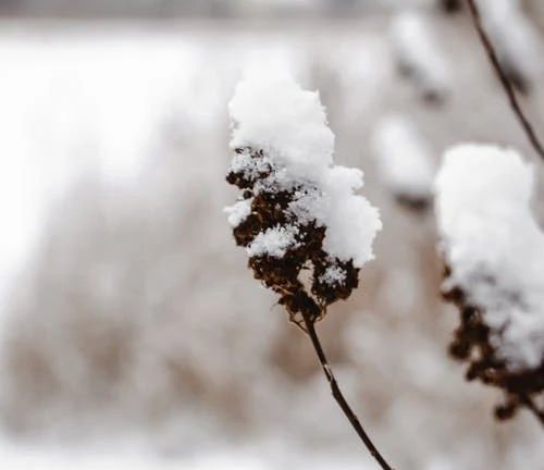 诗词丨<em>白居易</em>笔下的冬天，美到极致，暖到极致！