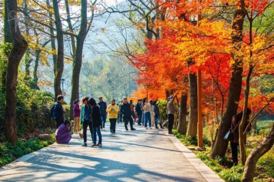 杭州秋天最美的红枫树，到<em>冬天</em>却变得如此狼藉，风景有些独特