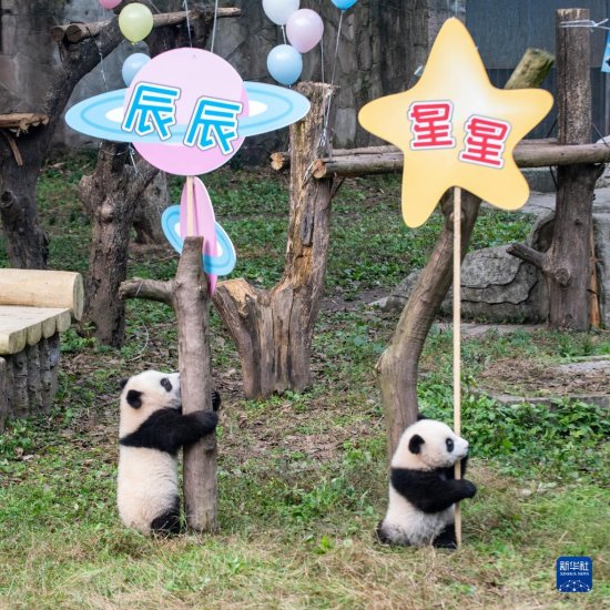 <em>重庆</em>动物园为两对大熊猫双胞胎<em>宝宝</em>举行命名活动