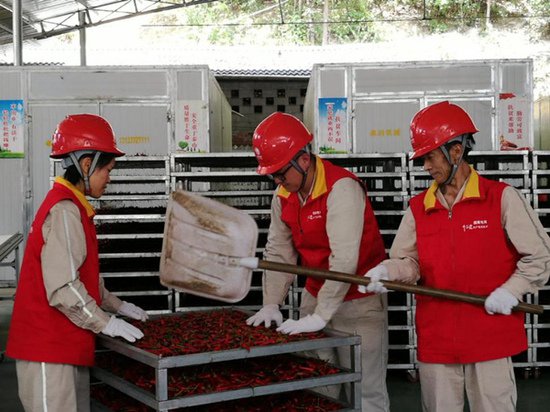 重庆彭水：电力赋能 助力辣椒企业“加速红”